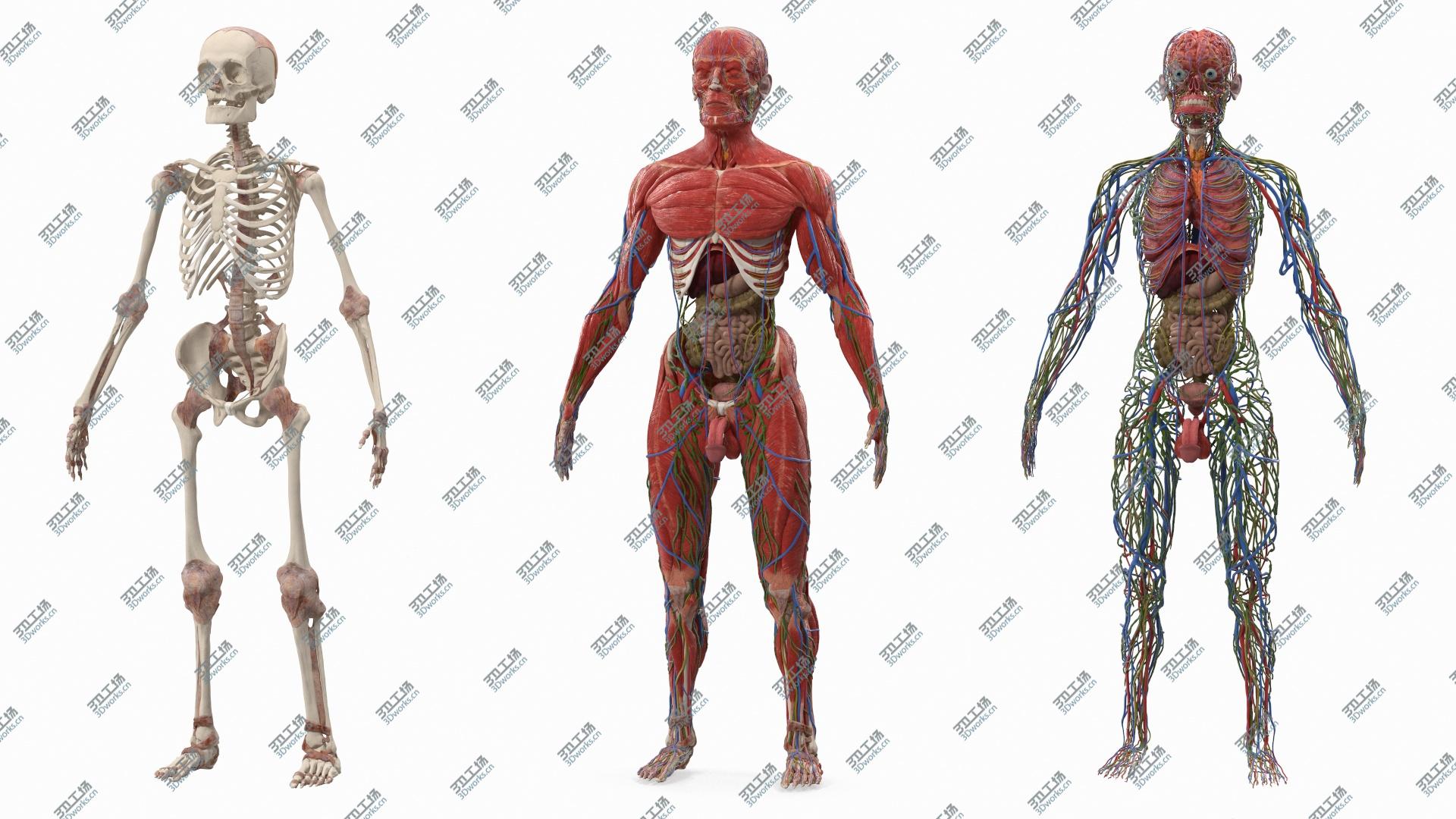 images/goods_img/202104094/Male Full Body Anatomy 3D model/3.jpg